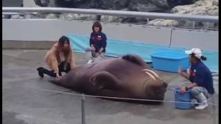 Walrus Doing Sit-Ups