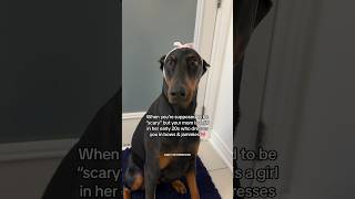 A distinguished lady! 🎀🙇🏻‍♀️ #dobermanpinscher #doberman #funny #dobermanpuppy #dogmom