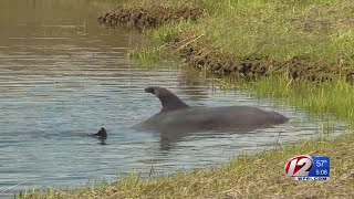 Mystic Aquarium puts down 'very sick' dolphin found in Barrington