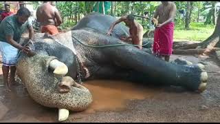 Elephant bath full video