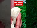 Hen Baby Cutest Sound | murgi ke chuje ki Awaaz | hen chicks voice 2023 #shorts