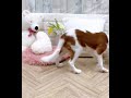 【ペットショップ犬の家＆猫の里長浜店＊134679＊キャバリア♀】