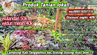 TEBUS MURAH stok Terbatas Garansi aglonema tanian Lokal Begonia,alocasia tanaman hias unik menarik❗