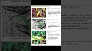 Nitrogen,phosphorus, potassium deficiency symptoms #shorts #agriculture