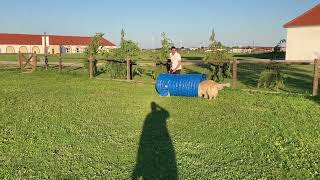 Agility Retriever