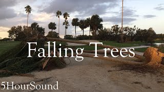 5HourSound - Falling Trees