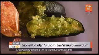 EP16 : มะนาวคาเวียร์ - Smart Finger Lime -TL /ข่าวเช้า TNN / สวนมะนาวคาเวียร์