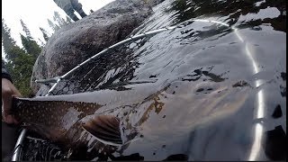 Large Brook Trout Underwater Release - Crooks Lake Lodge