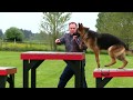 Kraftwerk K9 German Shepherd dog quick in agility!