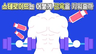 마법의 약물 근육을 키워주는 스테로이드에 대해