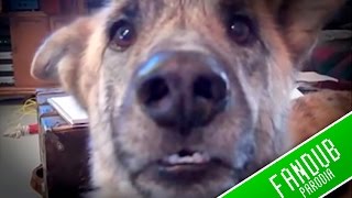 perro que habla - Fandub Español Latino