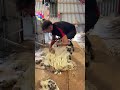 Shearing a sheep in 60 seconds