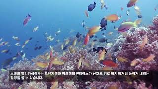 Reef fish 1편. 산호초의 작고 예쁜 물고기들