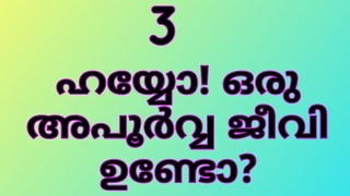 KC-3- ക‍ുസ‍ൃതി ചോദ്യം - 3 - ഹയ്യോ! ഒര‍ു അപ‍ൂർവ്വ ജീവി ഉണ്ടോ?