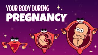 Your Organs When You're Pregnant | Organismo