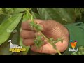 mooligai maruthuvam முடக்கு வாதம்.. தீர்வு.. arthritis epi 11 part1