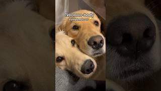 These poor starving puppies 🥺 #dogshorts #puppy #dog #puppies #goldenretriever #puppyvideos