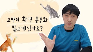 고양이 환경 풍부화에 대해 알고 계신가요?  | 행동풍부화 | 반려동물행동교정