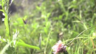 アサマシジミの飛翔　Lycaeides subsolanus in Flight