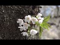 北上展勝地の桜・桜吹雪