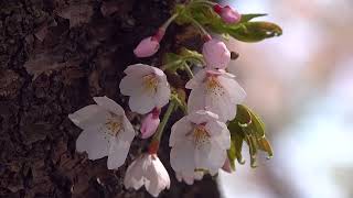 北上展勝地の桜・桜吹雪