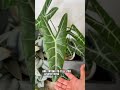 downturned leaves on my alocasia longiloba update plants houseplants plantlover alocasia