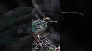 小枝で遊ぶ（？）ヤイロチョウ（幼鳥）#Fairypitta #Pittanympha