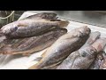 白口魚 春子 • 秋冬平民美食