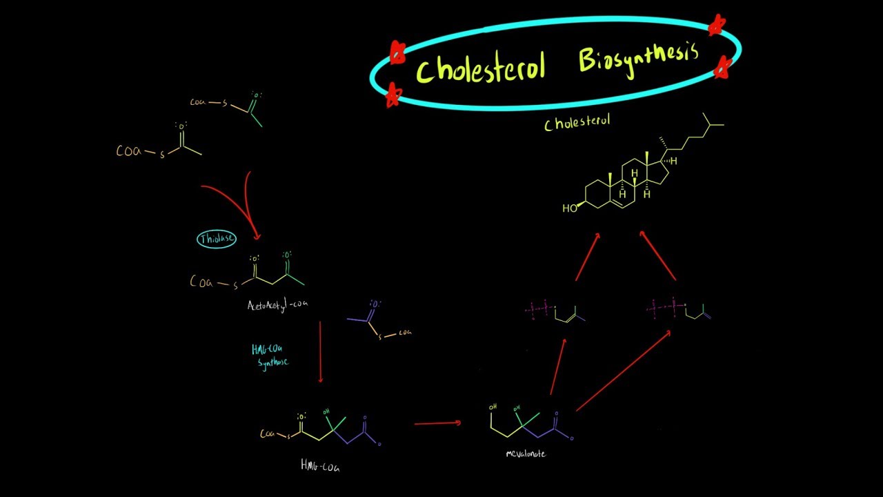 Cholesterol Biosynthesis (EVERYTHING YOU NEED TO KNOW BIOCHEMISTRY MCAT ...