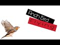 Zebra Finch Flying