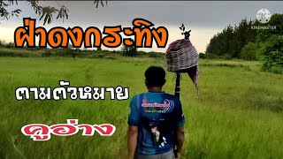 ต่อนกเขาใหญ่ป่าภูเขาสูงหมายคูอ่าง@บ่าววัลย์นกเขาใหญ่ป่าปูน