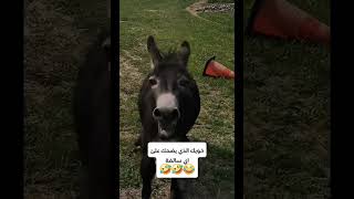 اخوك الذي يضحك علئ اي شيء🤣😂🦓|#مضحك#ميمز_ضحك#كوميدي#شورتات#ترفيه#تقليد# مقالب#funny#memes#Shorts#شترك