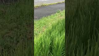 超至近距離で発見したコウノトリ