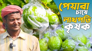 বারোমাসি পেয়ারা চাষে লাখপতি শহিদুল| পেয়ারা চাষ পদ্ধতি | guava farming in bangladesh- Safollo Kotha