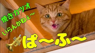 ノラ猫ねぇね　焼きカツオの移動販売