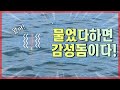 감성돔이 잘나옵니다.초보도 그나마 쉽게 잡을수 있습니다.영상보시고 얼른 달리세요!