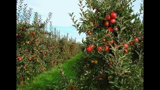 Malang Apple Garden Tour, Picking Fruit Directly from the Tree EPS1