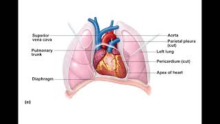 Chapter 18 The Heart Part 1