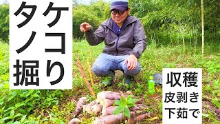 タケノコ（淡竹）掘り｜下茹では米ぬかではなく酢が良いって本当？