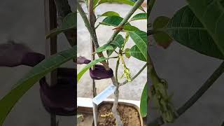 #Thai all time  mango बारहमासी आम का पौधा सालों भर मंजर और आम लगने वाल पौधा।। #RAKESH HOME GARDENING