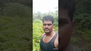 🌧️🌾 கருணைக்கிழங்கு அறுவடை/இயற்கை வழி /organic farming/Agriculture 🌾🌿❤️🌿