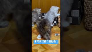 【チンチラペルシャ子猫成長記録】わちゃわちゃ運動会🤗