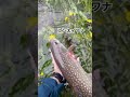 少しアメっ気（アメマス）してます。元気モリモリでした。 fishing troutfishing 渓流釣り ルアー釣り