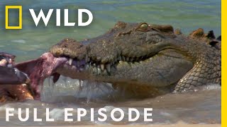 Animal Fight Night: When Sharks and Crocodiles Go Head to Head (Full Episode) | Dangerous Encounters