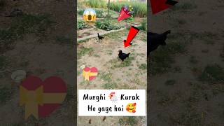 Murghi 🐔 Kurak Ho gaye hai 🥰 | Mini Vlog #287 #shorts #aseel #minivlog