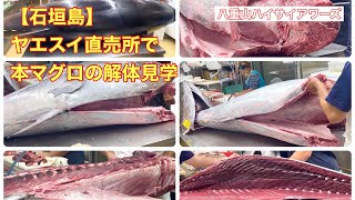 【石垣島】ヤエスイ直売所で本マグロの解体見学