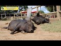 why do pigs have curly tails the critter commute