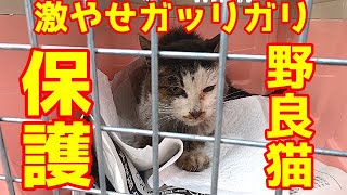 猫  激やせガッリガリの野良猫を保護 感動猫動画