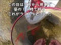 are you ready❔　解禁後の矢作川で鮎釣り u0026鮎の水中魚道撮影