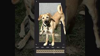 My dog jack pictures video #dogplaying #dog #viral #jackthedog #shorts #jack #dogjack
